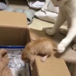 Cat shoves kitten into box meme