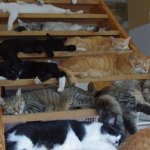 Cats in stairway meme