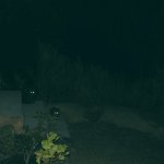 Cat eyes in the night meme