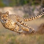 Cheetah
