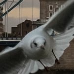 Gerald the seagull