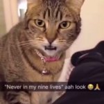 Never in my nine lives ahh