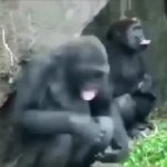 Gorillalalal GIF Template