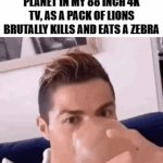 We were sometimes fr watching them like this | ME IN MY COUCH CHILLING AND WATCHING ANIMAL PLANET IN MY 88 INCH 4K TV, AS A PACK OF LIONS BRUTALLY KILLS AND EATS A ZEBRA | image tagged in gifs,relatable,animal,lions,violence is never the answer,cristiano ronaldo | made w/ Imgflip video-to-gif maker