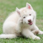 Think think think template