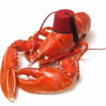 Turkish Lobster