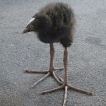 Baby pukeko