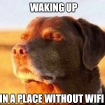 Oops, no Internet here | WAKING UP; IN A PLACE WITHOUT WIFI | image tagged in dog looking at sunshine,memes,peaceful,freedom,ignorance is bliss,vitamin d | made w/ Imgflip meme maker