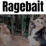 Ragebait | Ragebait | image tagged in gifs,ragebait,u mad bro,monke,trolololololol | made w/ Imgflip video-to-gif maker