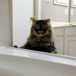 Cat Shocked & Surprised