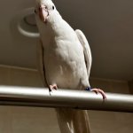 Gears in bird brain shifting