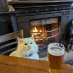 Kitty and  beer meme