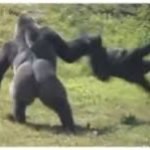 Gorilla throwing a monkey