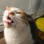 Hair in mouth cat