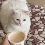 cat reth GIF Template