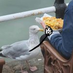 Seagull steals food