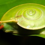 Flat green pebble snail