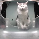 where have all my (      ) go