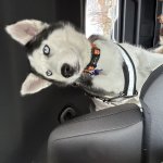 Young Siberian Husky template