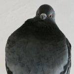 Pathetic pigeon