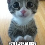 kiggy kat | POV:; HOW I LOOK AT BROS FRIES AFTER DEVOURING MINE IN 3 SECONDS | image tagged in cute kitty begging 2 | made w/ Imgflip meme maker
