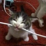 cat biting cable