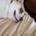 Existential Dog Thoughts