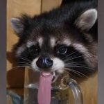 racoon water