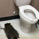 That's why my mom doesn't allow me to get a pet raccoon | AND THAT'S; ...BECAUSE THEY CANNOT GET A HOLD OF CONTROLLING THEIR 🍸🍷 BINGE-DRINKING | image tagged in funny,drunk,raccoon,pets,intoxication | made w/ Imgflip meme maker