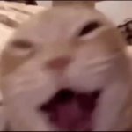 Laughing Cat GIF Template