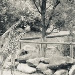 Zoo Animals Giraffe Mirror Image Mode meme