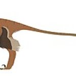 Richardoestesia (controversial)