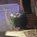 Terrible Christmas Bush