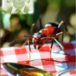 ant + honey + scott bessent meme