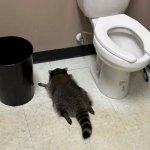 drunk raccoon