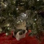 Cat looking into camera while other cat is chillin