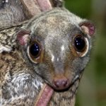 colugo!
