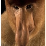 Big nose monkey