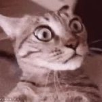 Cat spingy GIF Template