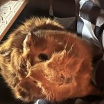 Guinea Pig’s what are they really?