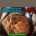 Guinea Pig’s what are they really? | Y’ALL THINK I’M CUTE? WHAT Y’ALL‘S OPINION? ARE GUINEA PIGS RODENTS TO GET RID OF OR PETS TO KEEP FOR THEIR ENTIRE LIFETIME. OR AM I A PEST/RODENT ? | image tagged in guinea pig s what are they really | made w/ Imgflip meme maker