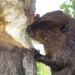 10/10 Wood Eater Beaver