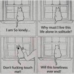 Lonely cat