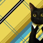 business cat
