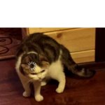 Loading cat + text on top