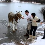 pulling cow from iced lake