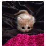 Hunting Position Kitten