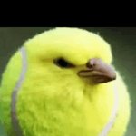 tennis ball bird