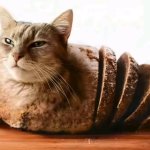 Cat Bread