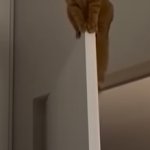 Cat on top of door